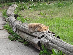 Animals of East Hokkaido