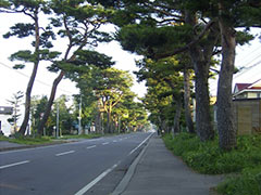 Akamatsu (Japanese red pine) Highway