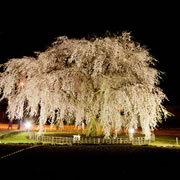 Weeping cherry blossoms in Houki Temple