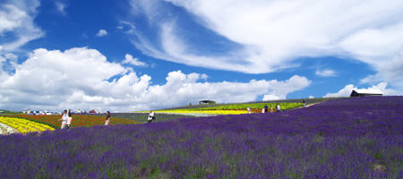 Furano Lavender Farm