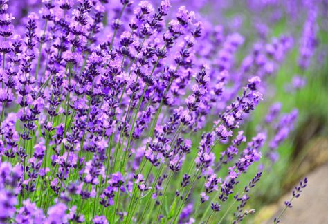 Furano Lavender