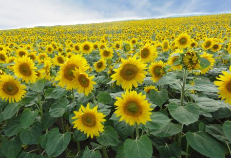 Ozora-cho / Sunflower field