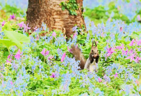 野幌のカタクリとエゾリス