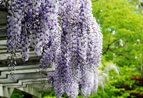 豊平公園の藤の花