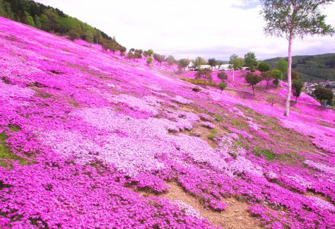 滝上公園の芝ざくら