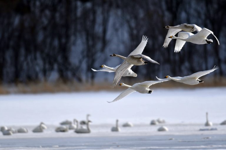 Lake Tofutsu Hakucho Park