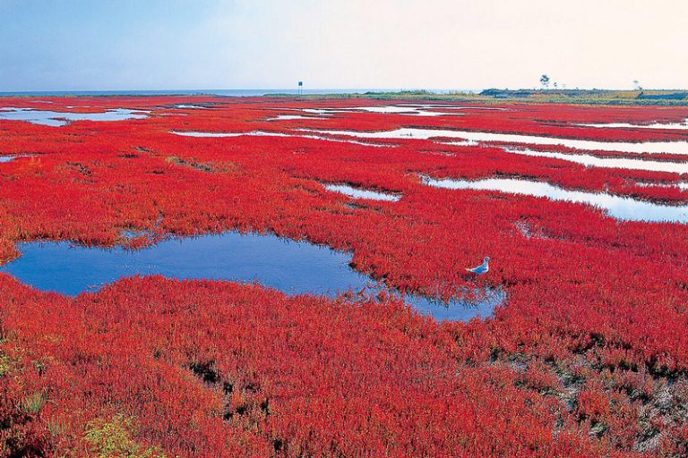 Coral Grass in Lake Notoro