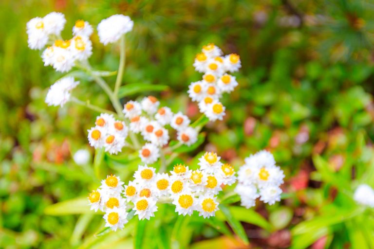 Anaphalis margaritacea (Yamahahako)