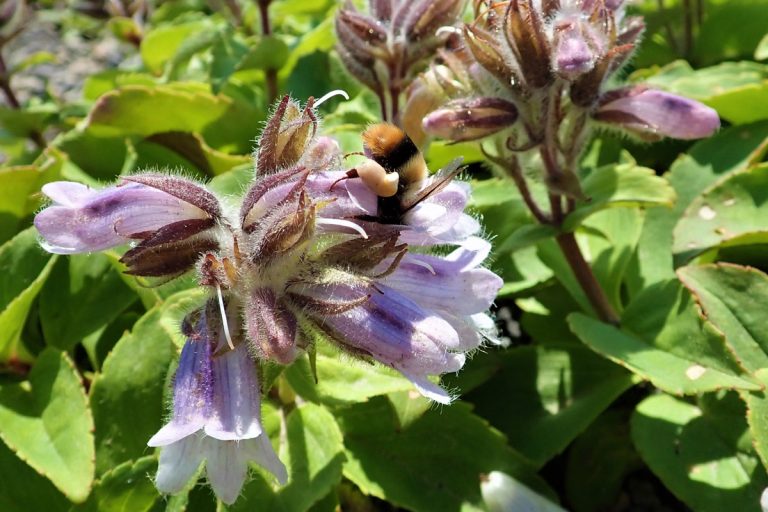 Pennellianthus frutescens (July-August) (Iwabukuro)