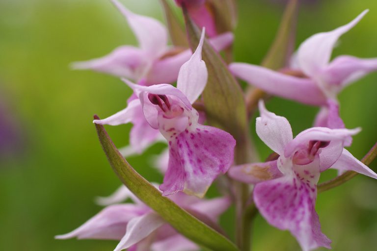 Dactylorhiza aristata (Hakusanchidori)