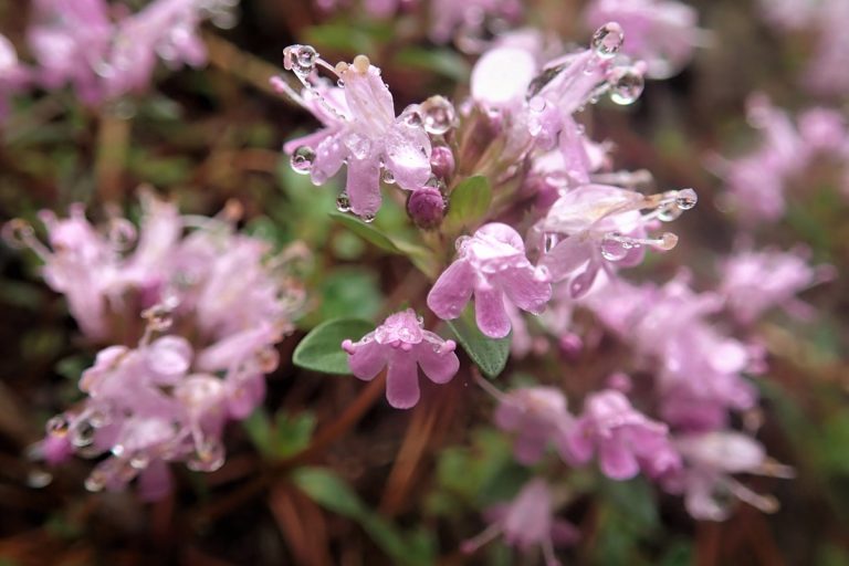 Thymus quinquecostatus var. ibukiensis (August) (Ibukijakōsō)