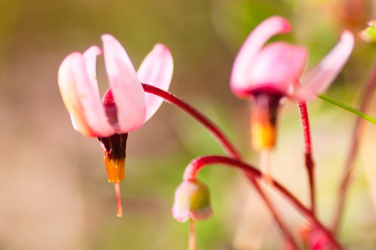 Vaccinium oxycoccos (Tsurukokemomo) / Sarobetsu Primeval Flower Garden