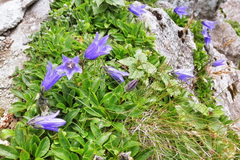 Campanula lasiocarpa (Iwagikyo)