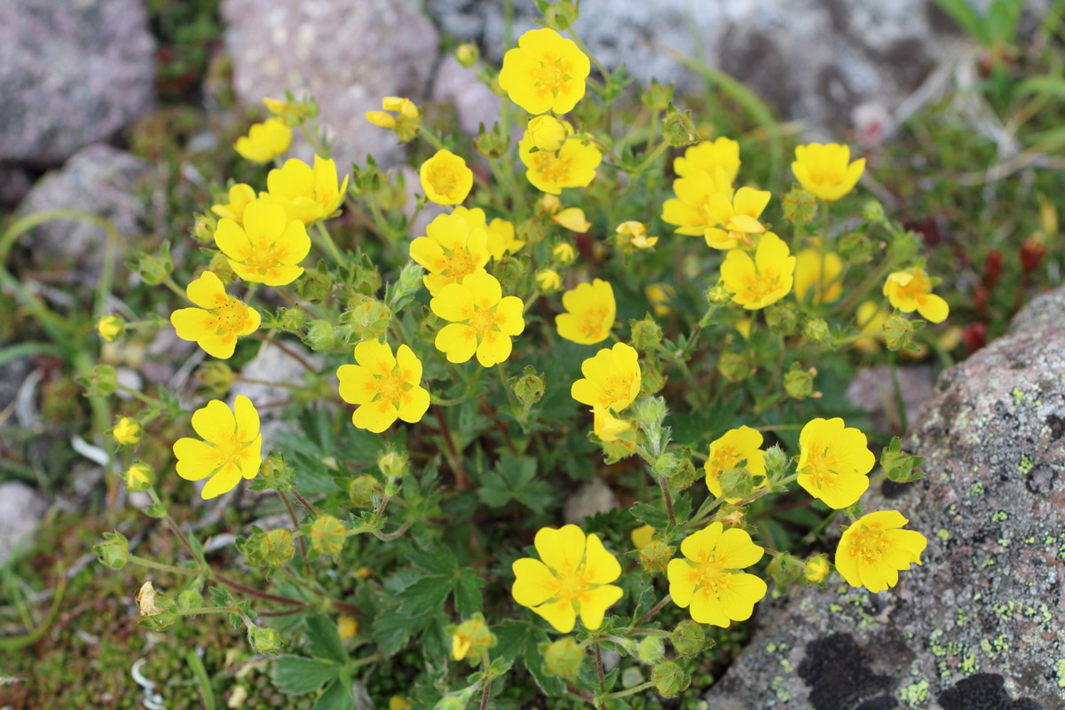 Potentilla matsumurae var. matsumurae (June-July) (Miyamakinbai)