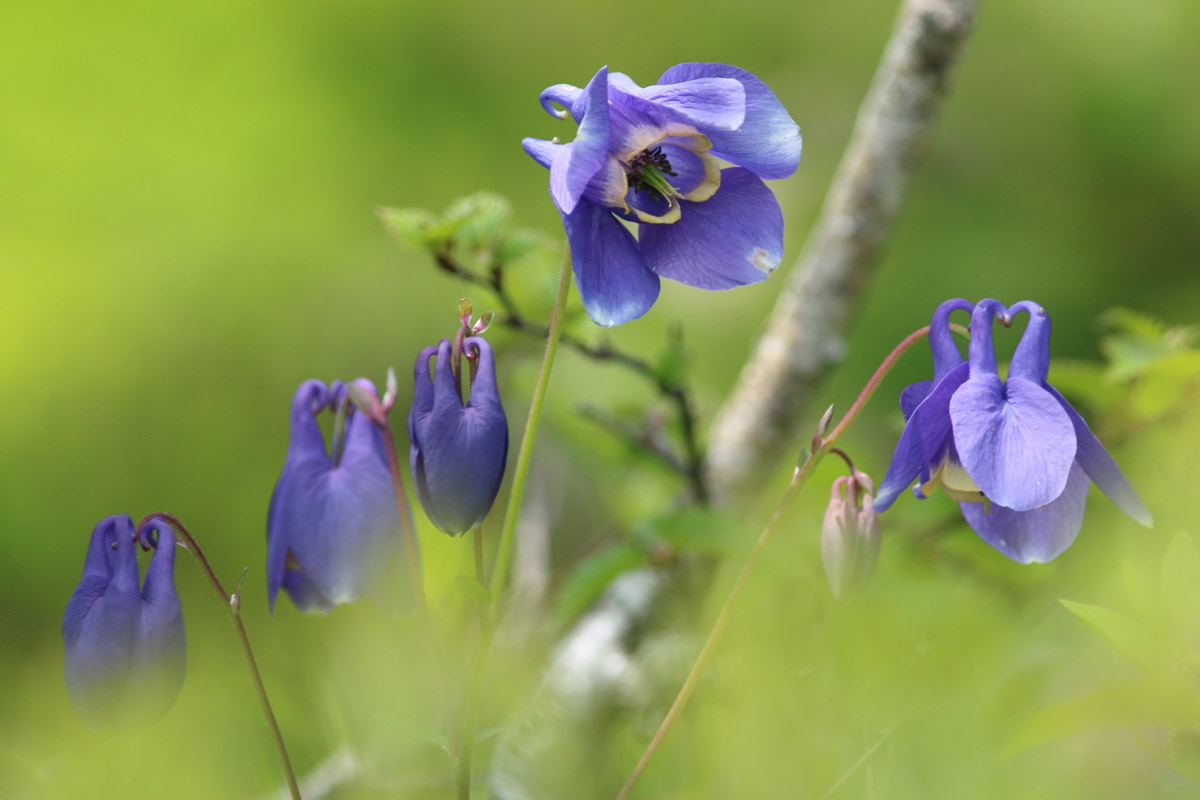 Aquilegia flabellata var.pumila (June) (Miyama odamaki)