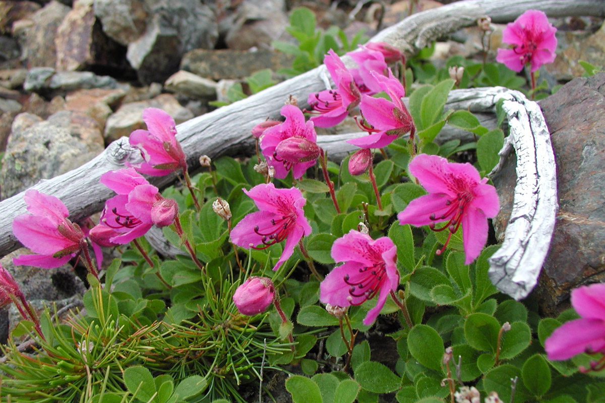 Therorhodion camtschaticum var. camtschaticum (July) (Ezo tsutsuji)