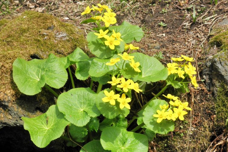 Caltha fistulosa (May) (Ezono ryūkinka)