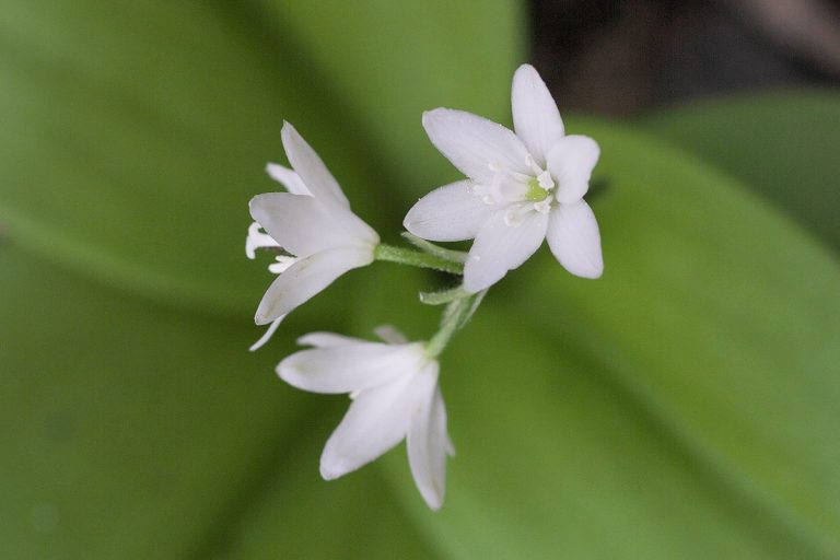 Clintonia udensis (May-June) (Tsubame-omoto)