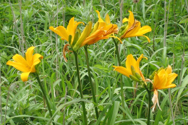 Hemerocallis dumortieri var. esculenta (Ezo kanzo)