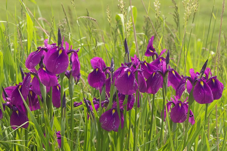 Iris ensata (Nohanashoubu) / Beniya Primeval Flower Garden