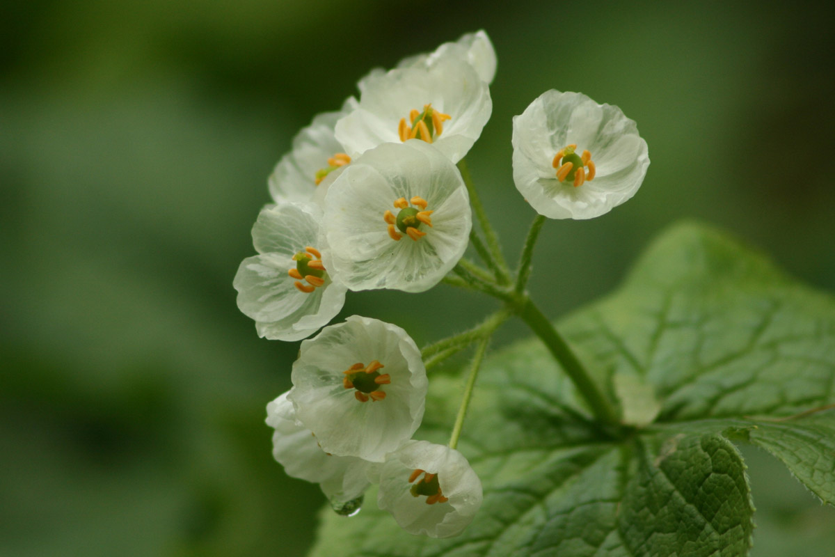 Diphylleia grayi (Sankayo)