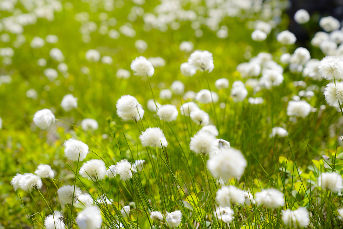 Eriophorum vaginatum subsp. fauriei (Watasuge) / Sarobetsu Primeval Flower Garden, Northern Primeval Flower Garden