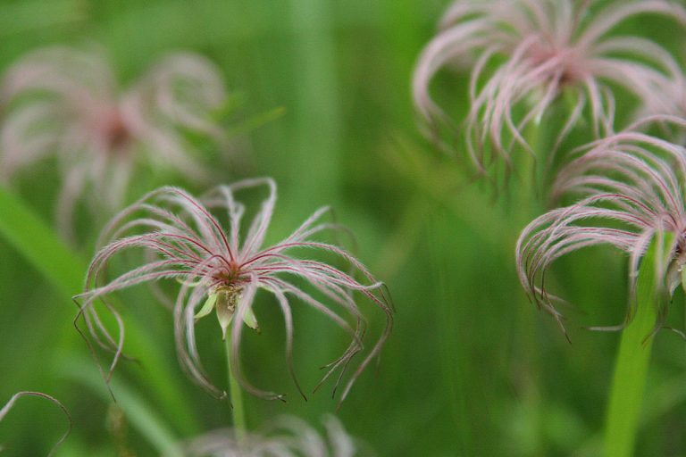 Sieversia pentapetala (cotton wool) (Chinguruma)