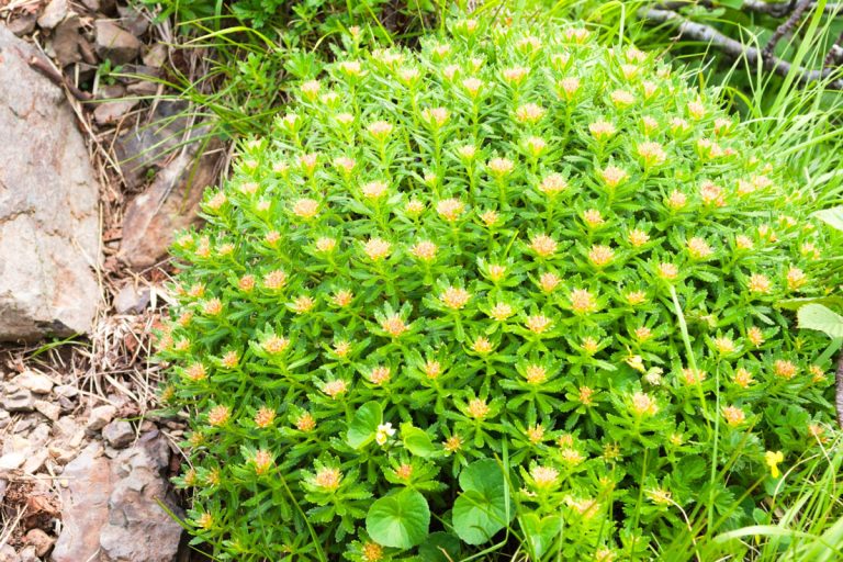 Rhodiola ishidae (July) (Hosobaiwabenkei)