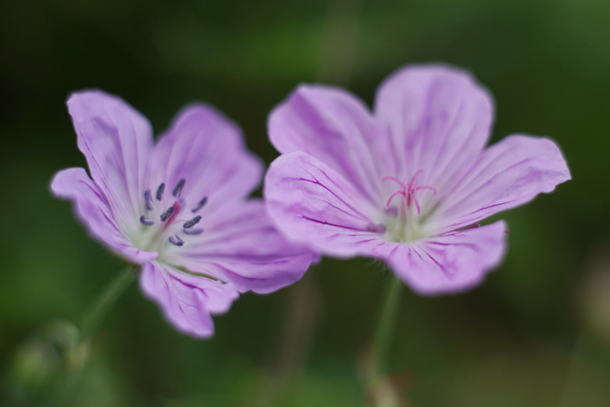 Geranium erianthum var. erianthum (Chishimafuuro)