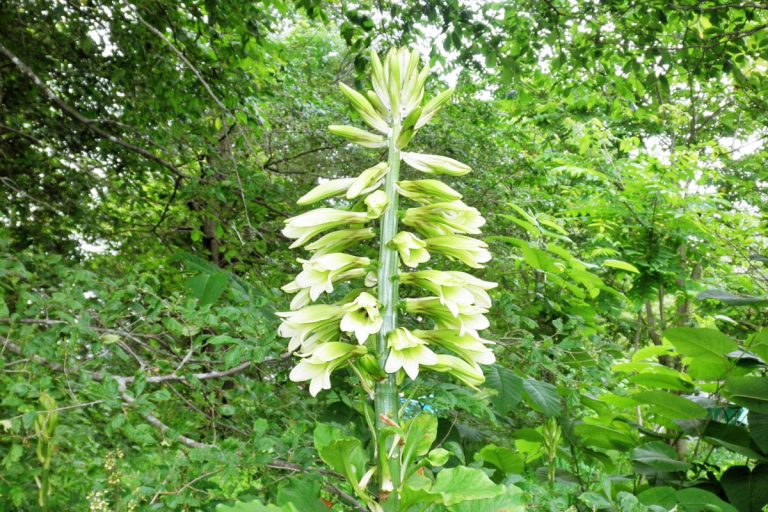 Cardiocrinum cordatum (Ooubayuri) (July, Hokkaido University Botanical Garden)