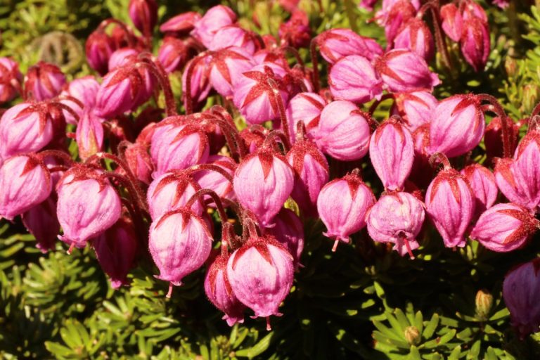 Phyllodoce caerulea (Ezonotsugazakura)