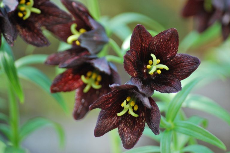 Fritillaria camschatcensis (Kuroyuri) / Northern Primeval Flower Garden
