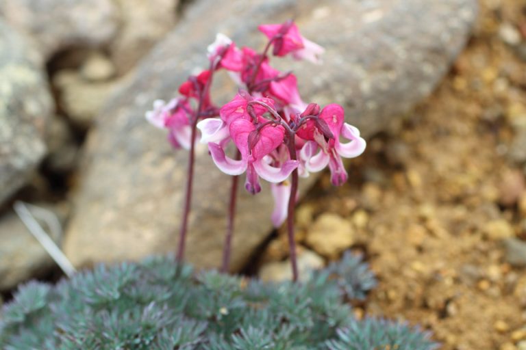 Dicentra peregrina (April - June) (Komakusa)