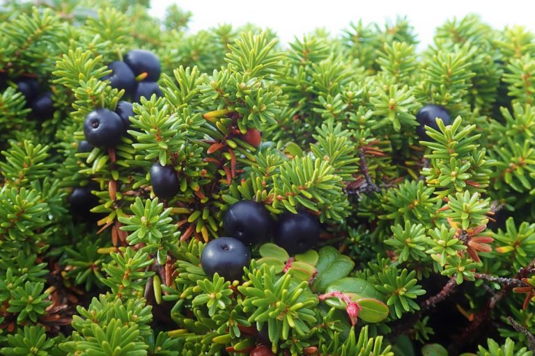 Empetrum nigrum (Gankoran)