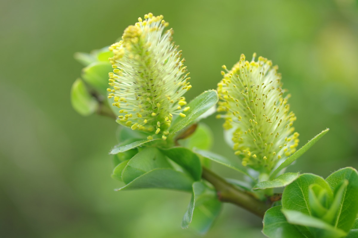 Salix reinii (July-August) (Miyamayanagi)