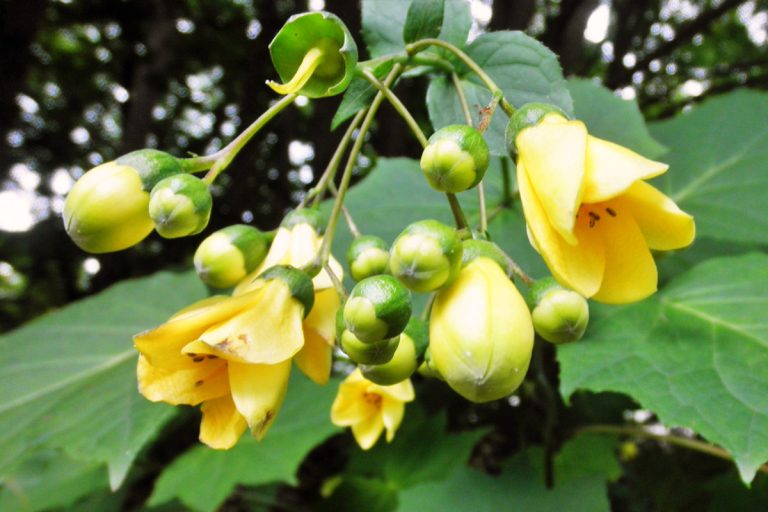 Kirengeshoma palmata (Kirengeshoma) (August: Toyohira Park, Wildflower Garden)