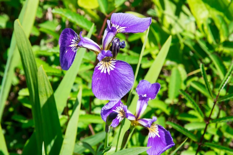Therorhodion camtschaticum var. camtschaticum (July) (Ezo tsutsuji)