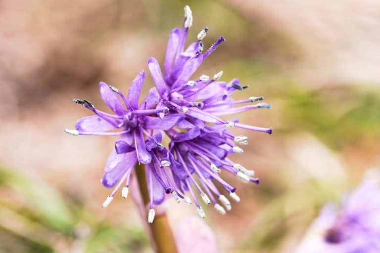 Helonias orientalis (Shoujoubakama)