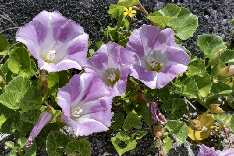 Calystegia soldanella (Hamanasu) / Wakka Primeval Flower Garden