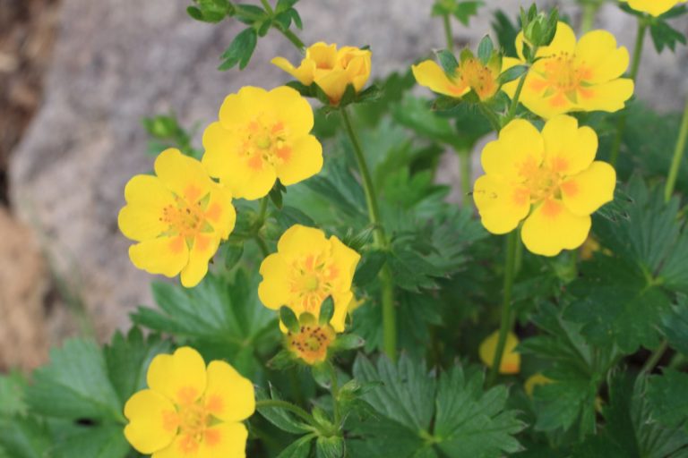 Potentilla matsumurae var. matsumurae (April-June) (Miyamakinbai)