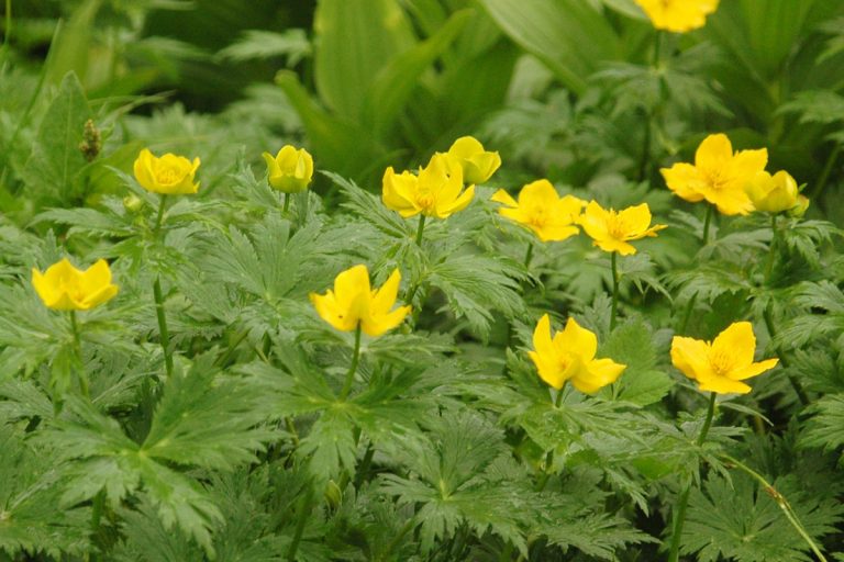 Trollius japonicus (Shinanokinbai) (Hokkaido University Botanical Garden)
