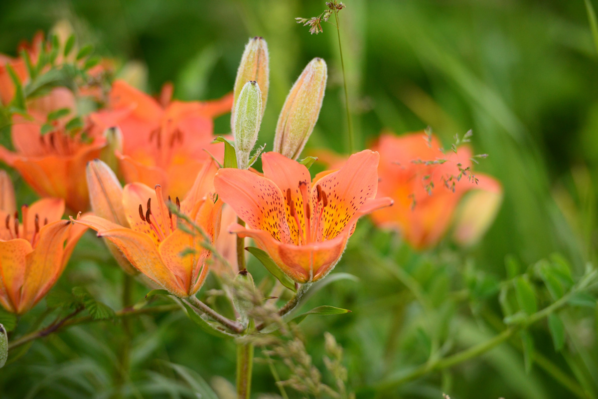 Lilium pensylvanicum (Ezosukashiyuri) / Koshimizu Primeval Flower Garden, Primeval flower garden Ayamegahara, Wakka Primeval Flower Garden