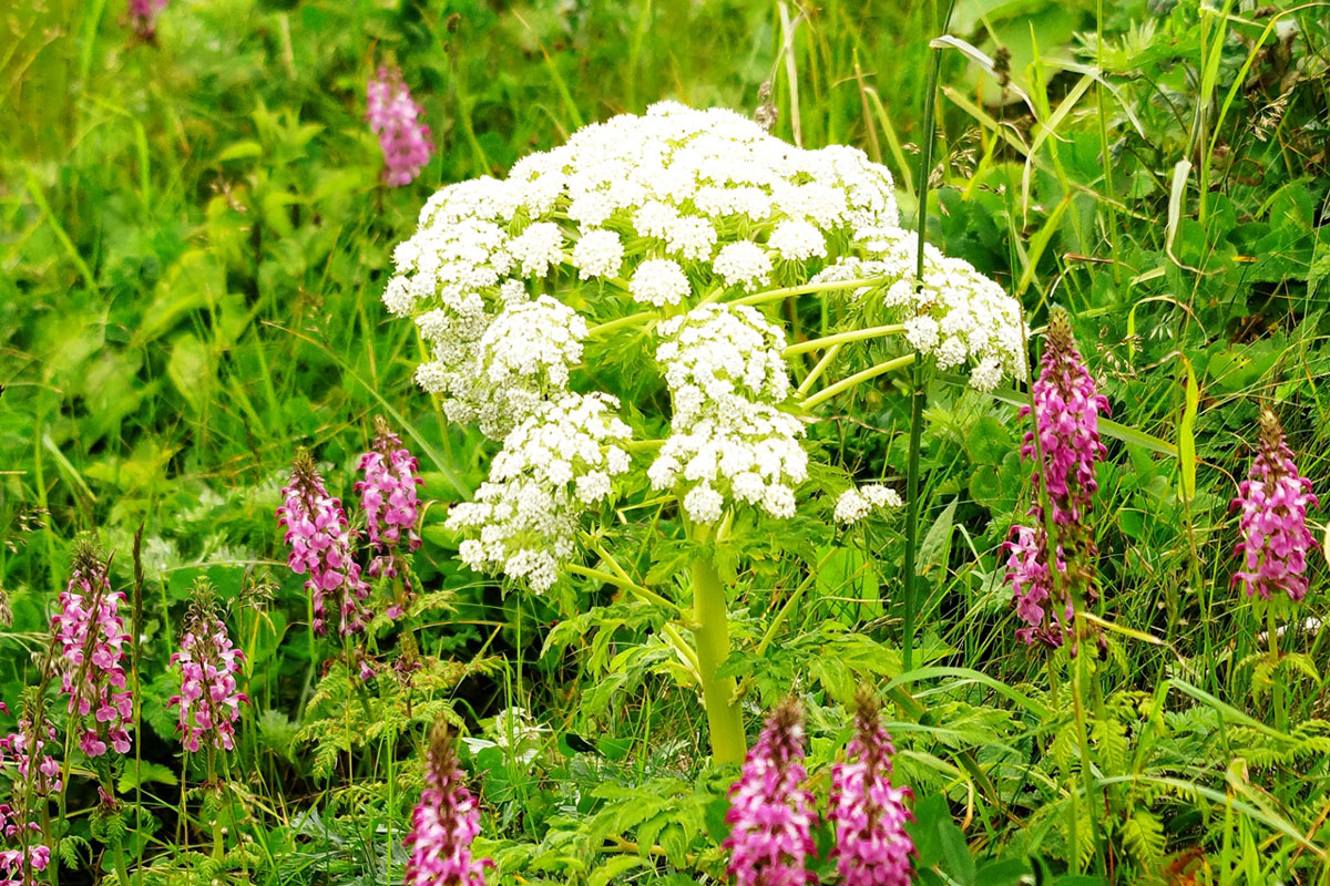 Pedicularis chamissonis var.rebunensis(Rebun shiogama) and Pleurospermum uralense (Ookasamochi)