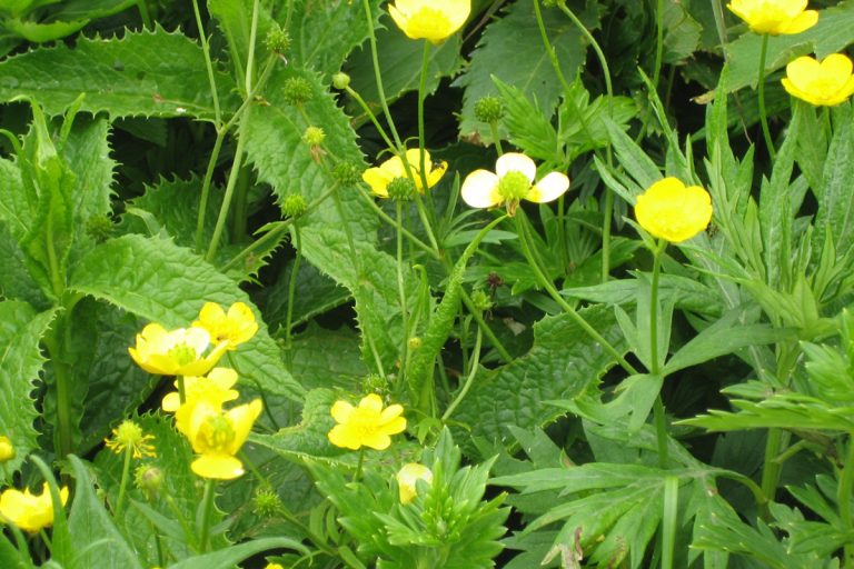 Trollius riederianus (June) (Rebun kinbaisou)