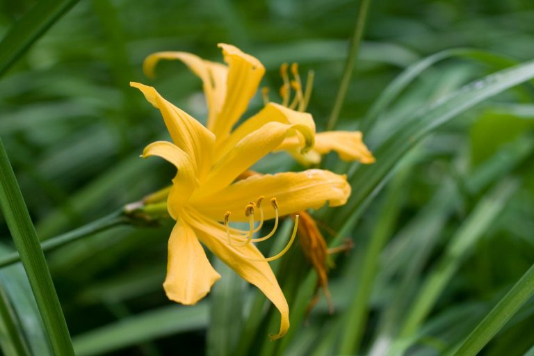 Hemerocallis dumortieri var. esculenta (late June to mid-July) (Ezo kanzo)