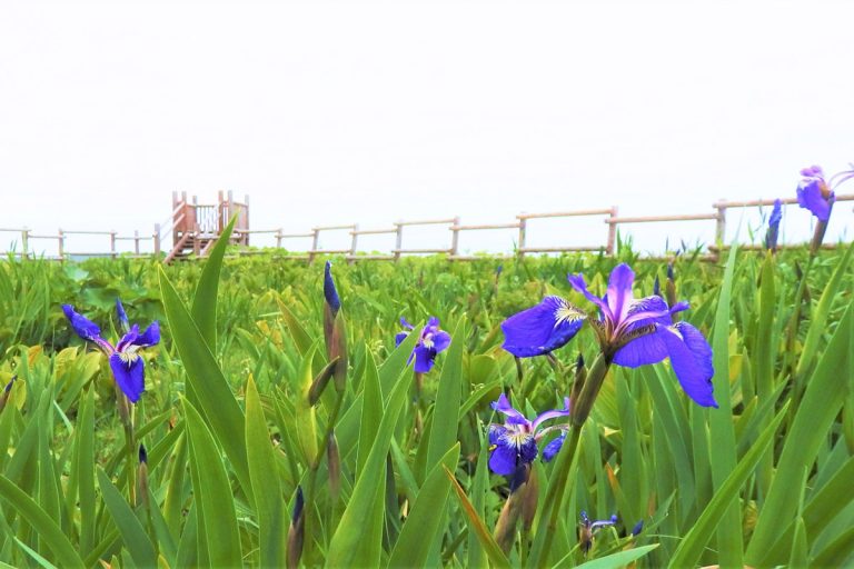 Iris setosa (Hiougiayame) / Primeval flower garden Ayamegahara, Koshimizu Primeval Flower Garden