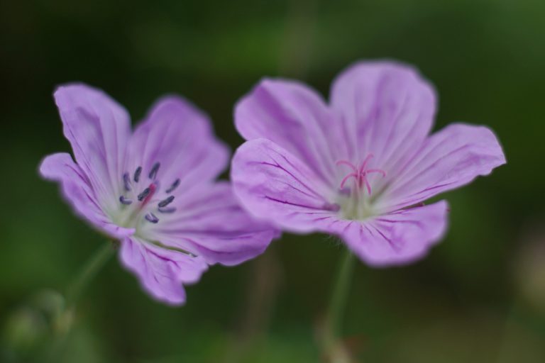 Geranium yesoense (Ezofuuro) / Wakka Primeval Flower Garden, Primeval flower garden Ayamegahara