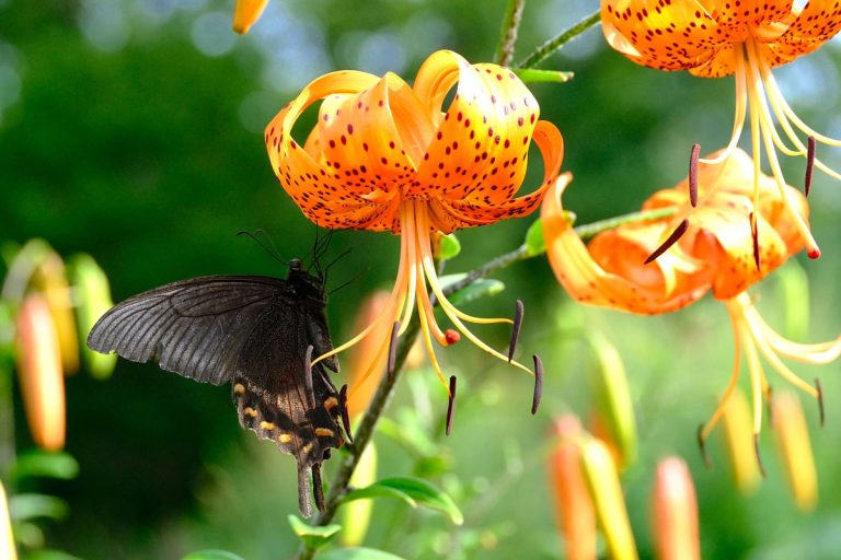 Lilium medeoloide (Kurumayuri)