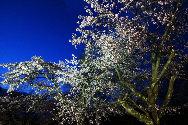 Cherry blossom viewing spots in Hokkaido
