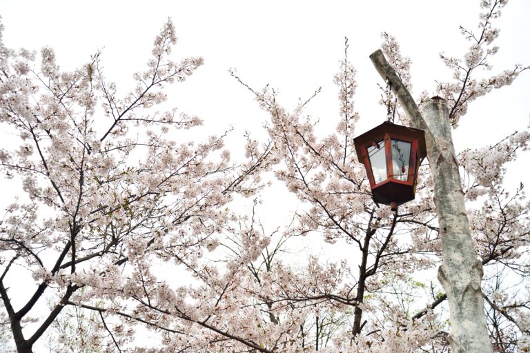 Cherry blossom viewing spots in Hokkaido